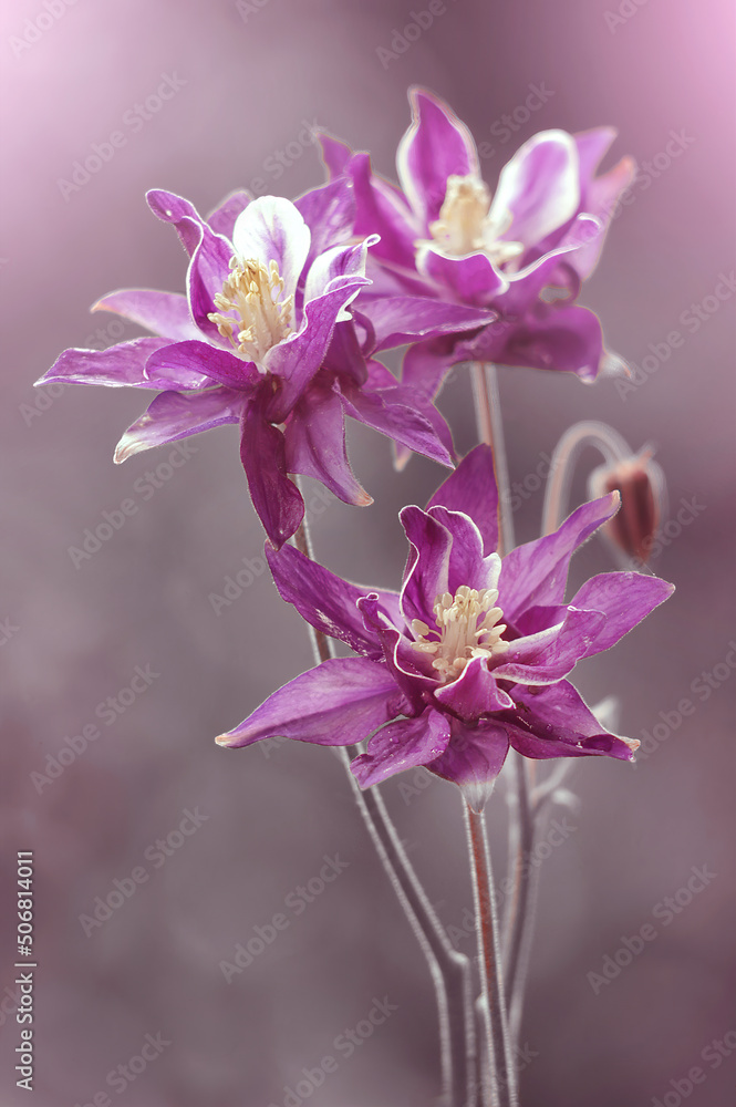Fototapeta premium Kwiaty - Columbine, Aquilegia vulgaris