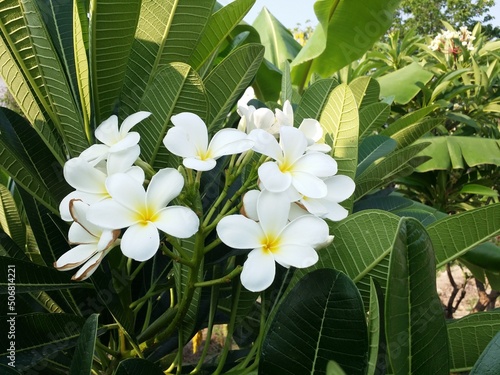 white Frangipani or Plumeria blooming in temple