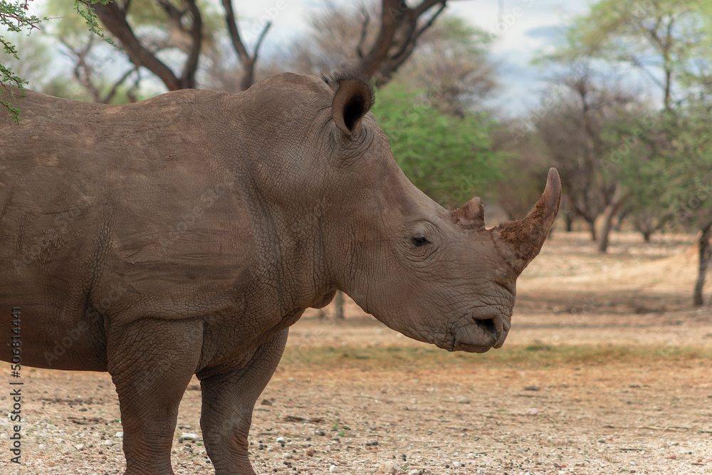 Wild african animals. Portrait of a male bull white Rhino grazing in Etosha National park. Wild african animals. Portrait of a male bull white Rhino grazing in Etosha National park.