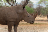 Wild african animals. Portrait of a male bull white Rhino grazing in Etosha National park.