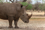 Wild african animals. Portrait of a male bull white Rhino grazing in Etosha National park.