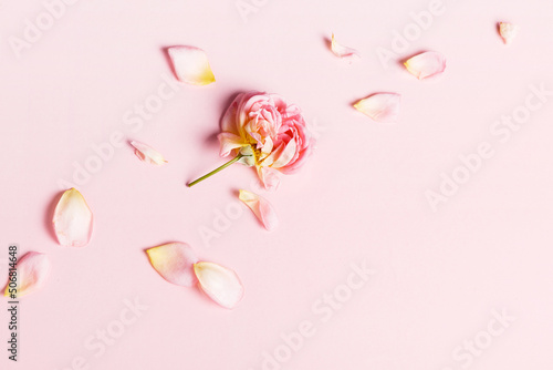 Falling rose petals on a pink background