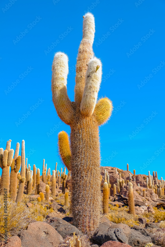 Cactus with blue sky background, Fish Island, Isla del Pescado, Uyuni, Bolivia