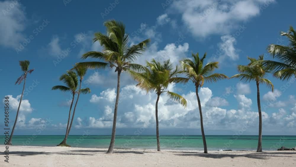 Palm trees on a sandy beach. Caribbean Palm trees on a sandy beach. Caribbean