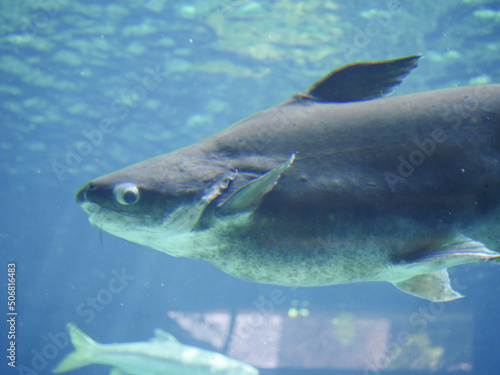 Mekong giant catfish (Pangasianodon gigas) is a large, threatened species of catfish swimming in aquarium big fish tank