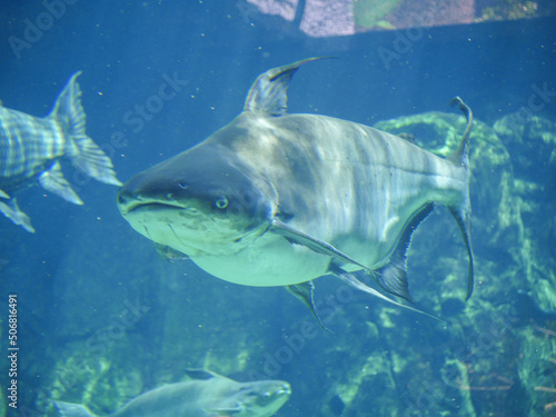 Mekong giant catfish  Pangasianodon gigas  is a large  threatened species of catfish swimming in aquarium big fish tank