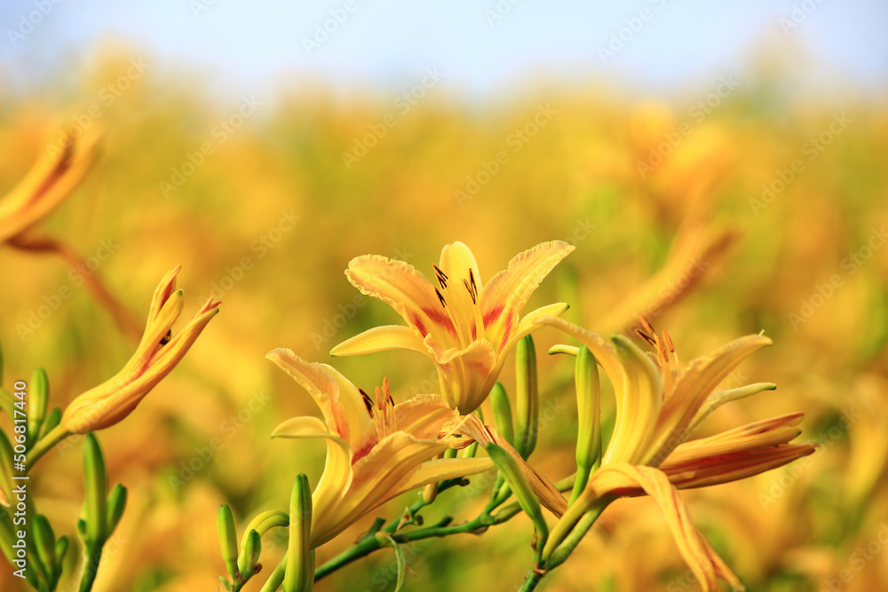 blooming Daylily(Hemerocallis fulva) flowers and buds,close-up of yellow flowers blooming in the garden blooming Daylily(Hemerocallis fulva) flowers and buds,close-up of yellow flowers blooming in the garden