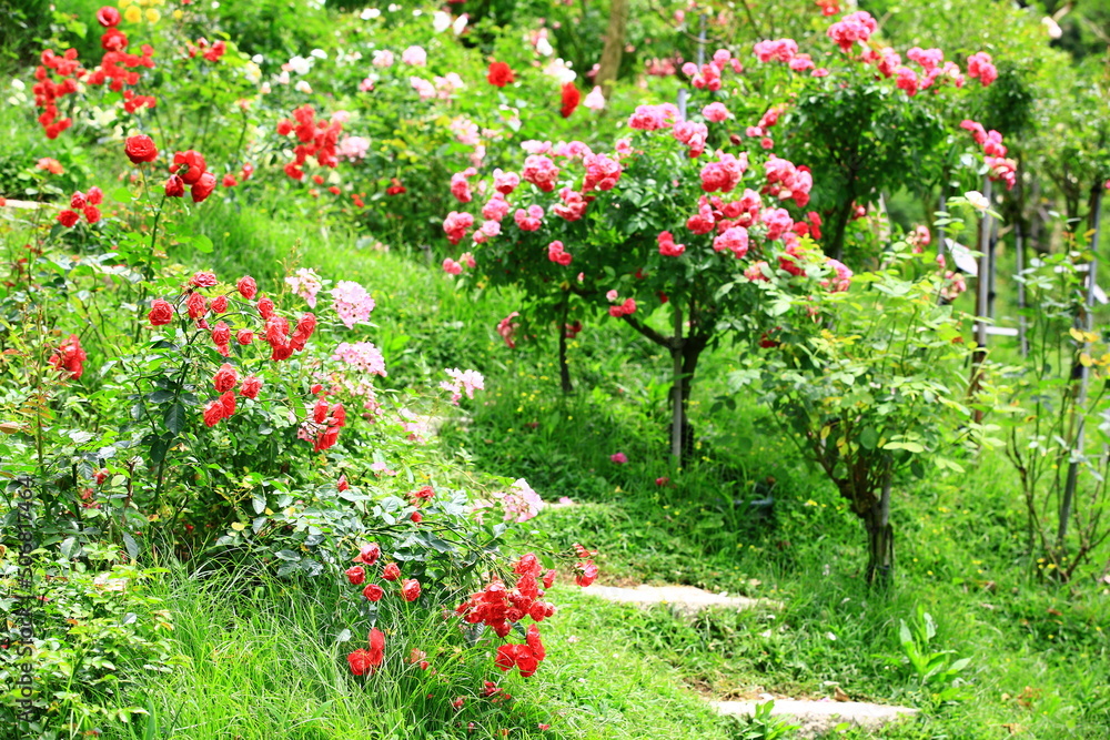 blooming romantic fresh colorful Roses and stairs,many beautiful red Roses in full bloom in the garden

