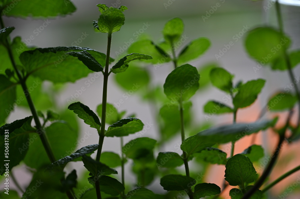 Obraz premium Dream of mint leaf twigs with a pleasant background with an orange accent