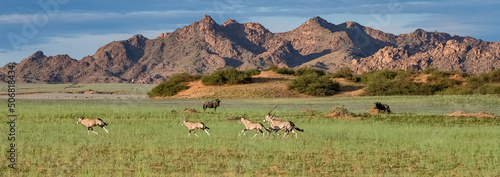 Namibia, oryx herd running in the savannah, red rocks in background, and gnus 