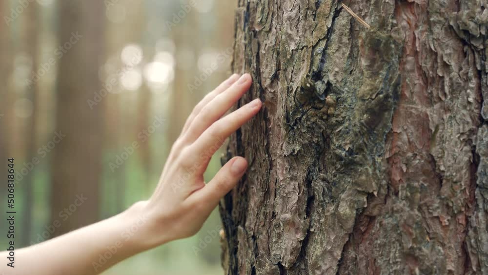 Female hand touches a tree in the forest. People and nature. Close up fingers a young girl or woman stroking woods environment conservation concept. Harmony Calm Relaxation. Save Earth Green Planet