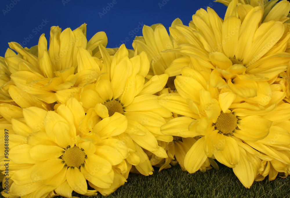 Fototapeta premium Bright Yellow Chrysanthemums Close up in outdoor lighting