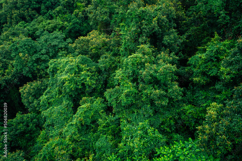 Aerial view of beautiful forest mountain landscape