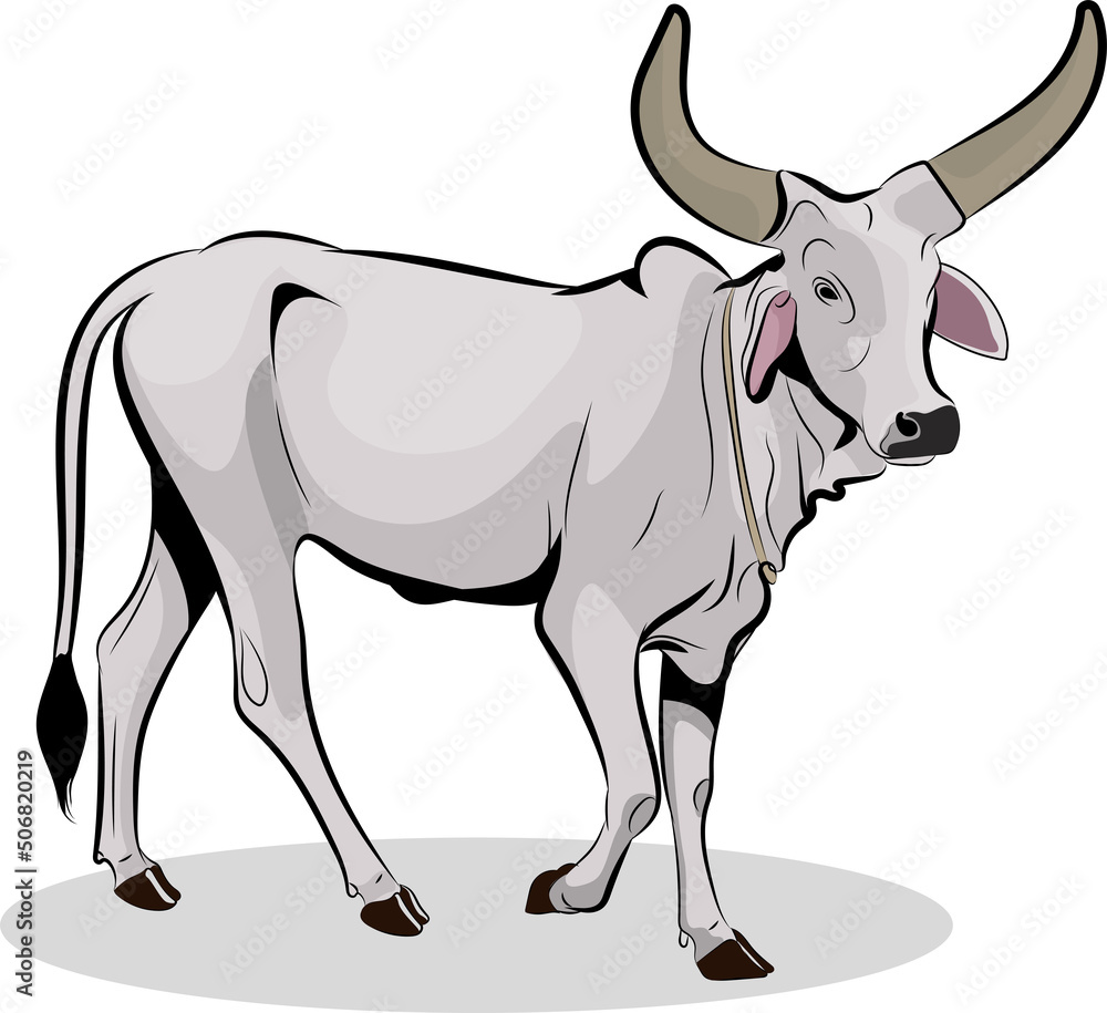 Fototapeta premium bull walks into the ground, Indian bull