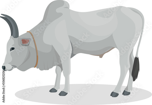 Zebu bull. Brahman cattle. Vector illustration