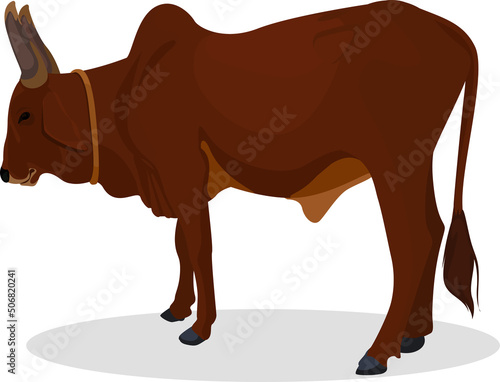 Zebu bull. Brahman cattle. Vector illustration