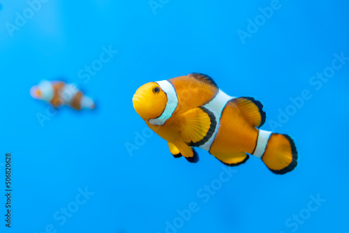 Fish Amphiprion ocellaris swimming in the wild. This is a species of clownfish in the genus Amphiprion in the family Thia. This species was first described in 1830 .
