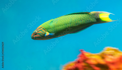 Angel fish long tail swimming in aquarium. This fish usually lives in the Amazon, Orinoco and Essequibo river basins in tropical South America.