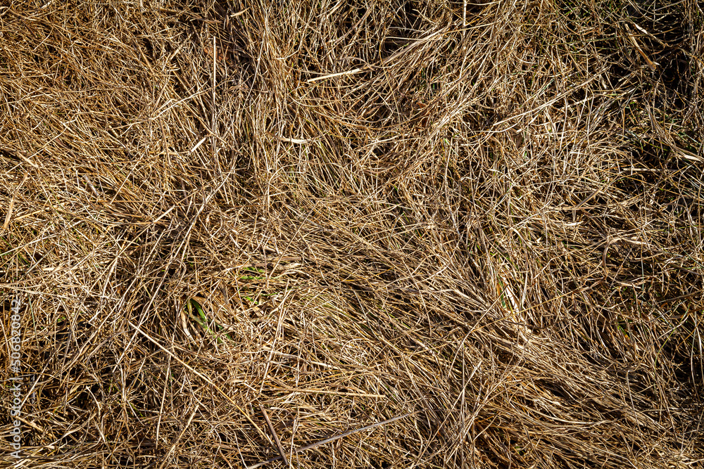 Closeup of old aged dry grass straw texture background Closeup of old aged dry grass straw texture background