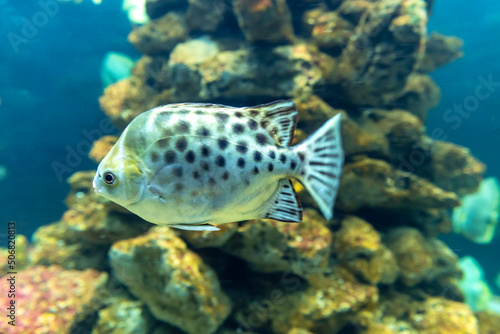 Angel fish long tail swimming in aquarium. This fish usually lives in the Amazon, Orinoco and Essequibo river basins in tropical South America.