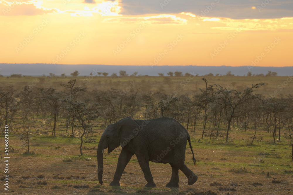 African Elephant at Sunset