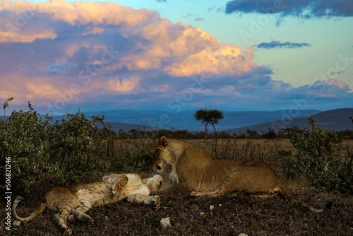 Two Lions Playing at Sunset © Helen