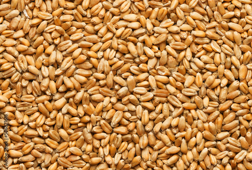Wheat hard grain as background or texture
