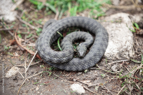 Coiled snake on the ground . Diamondback Water Non-Venomous Snake