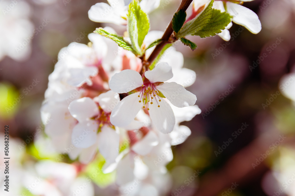 Fototapeta premium Cherry blossoms. Selective focus with shallow depth of field