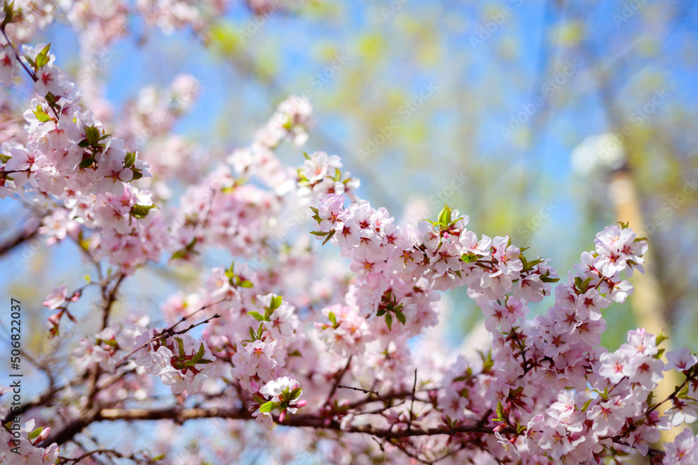 Cherry blossoms. Selective focus with shallow depth of field Cherry blossoms. Selective focus with shallow depth of field
