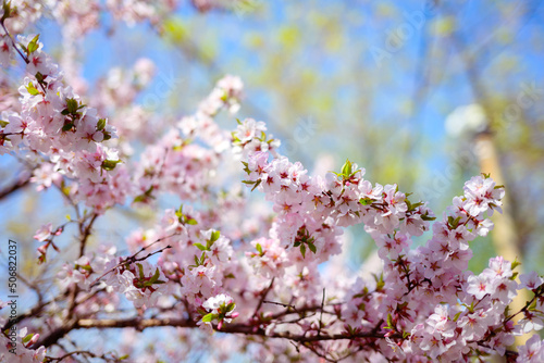 Cherry blossoms. Selective focus with shallow depth of field