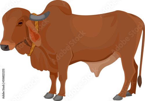Zebu bull. Brahman cattle. Indian bull