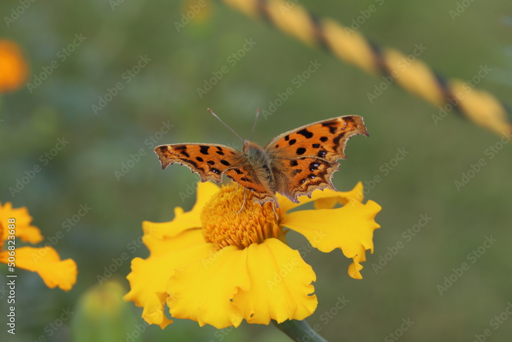 Obraz premium 秋の日本の庭に咲く黄色いマリーゴールドの花の蜜を吸うキタテハ