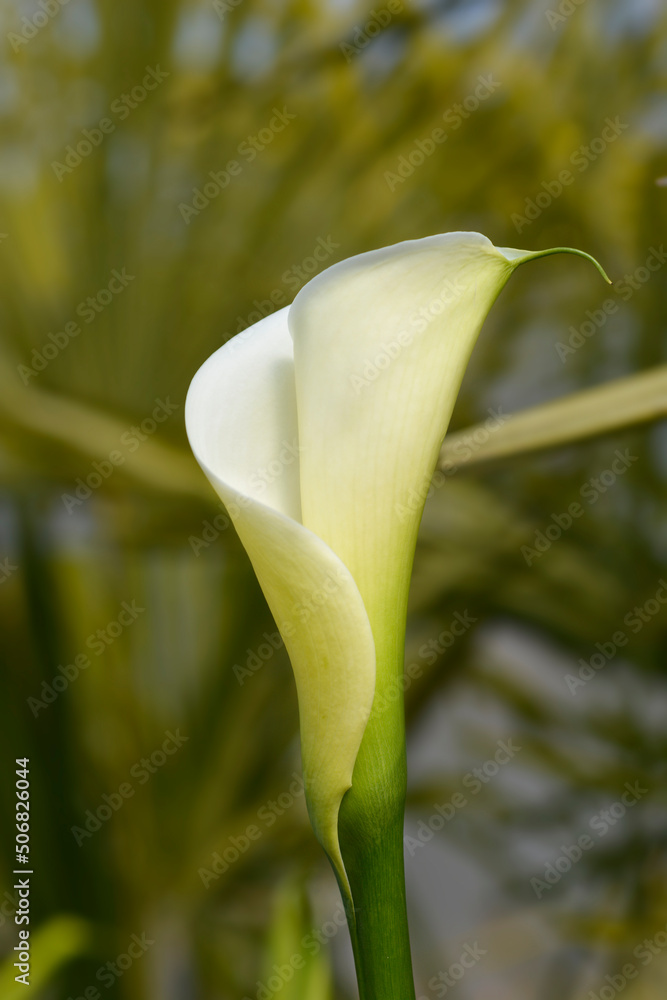 Obraz premium Garden calla lily