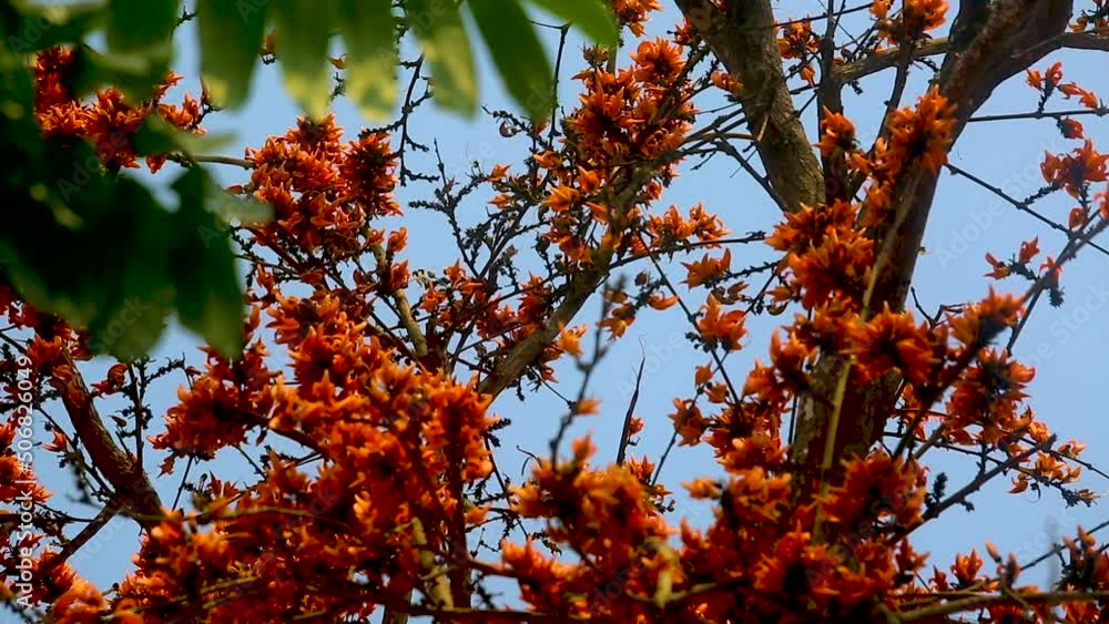 The red-orange Palash flowers have blossomed in the Palash tree. Orange flowers tree view in on midday against the sun. 4k video. The red-orange Palash flowers have blossomed in the Palash tree. Orange flowers tree view in on midday against the sun. 4k video.