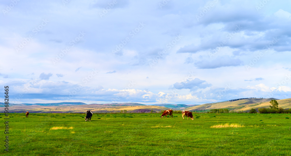 Cows grazing in a field. Panorama of grazing cows in a meadow with green grass, and in the background the sunrise in a small haze. Cows grazing in a field. Panorama of grazing cows in a meadow with green grass, and in the background the sunrise in a small haze.