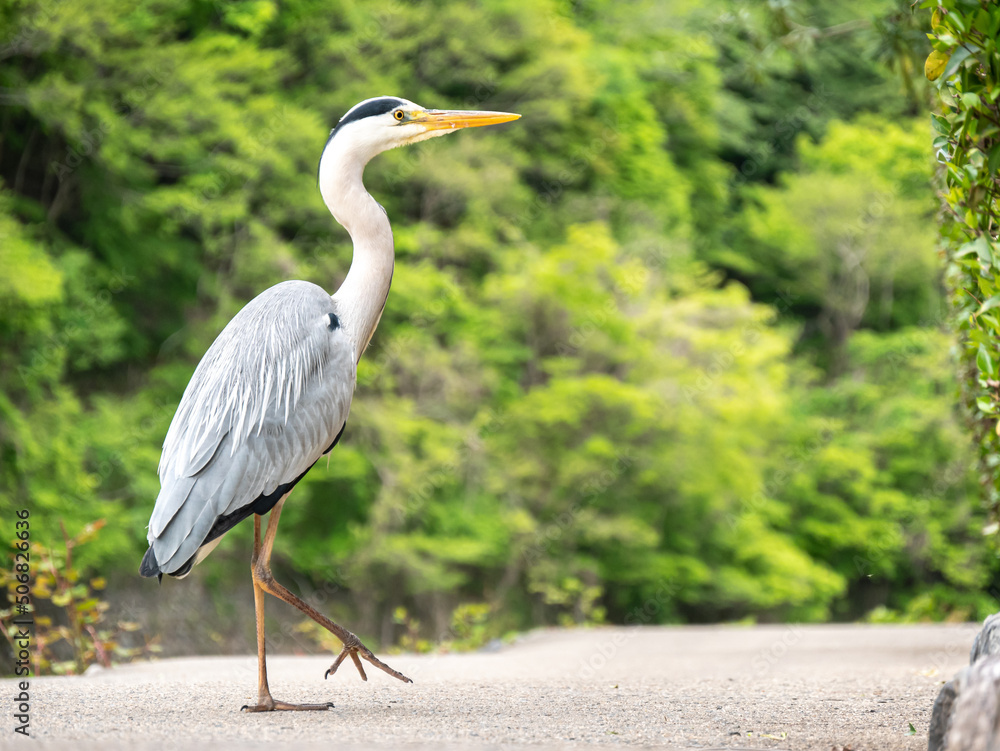 Obraz premium Great Blue Heron Standing Looking to its right both feet on ground