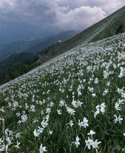 Sea of narcissus (daffodil) flowers on the slopes of Golica hill