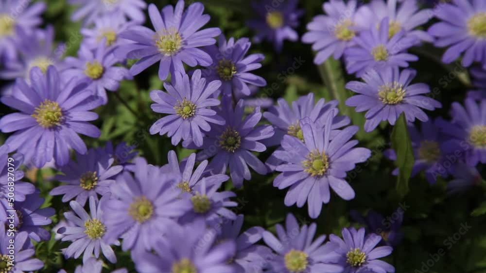 Many small blue anemone flowers sway in the wind under the sun rays Many small blue anemone flowers sway in the wind under the sun rays