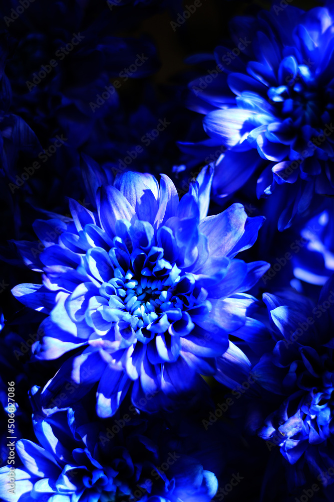 bouquet of blue chrysanthemums flowers bouquet of blue chrysanthemums flowers