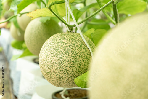 Young melons growing supported by string melon nets in greenhouse. organic farm. Cantaloupe, Farm, Food, Fruit