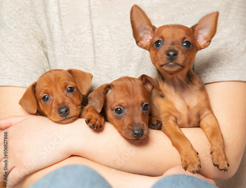 Three puppies from one brood in the hands of a girl. 