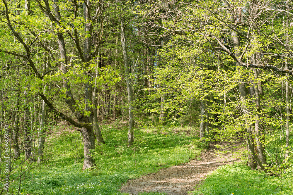 Belarus nature, sunny summer landscape with oaks near the Isloch river Belarus nature, sunny summer landscape with oaks near the Isloch river