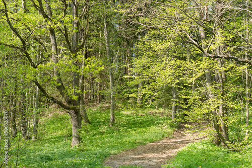 Belarus nature, sunny summer landscape with oaks near the Isloch river photo