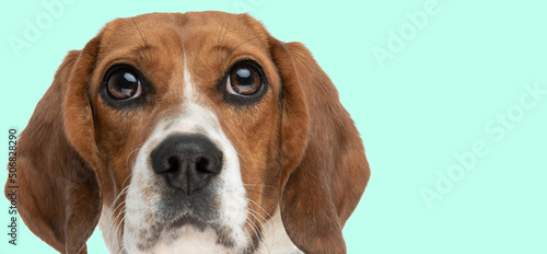 cute beagle making big eyes