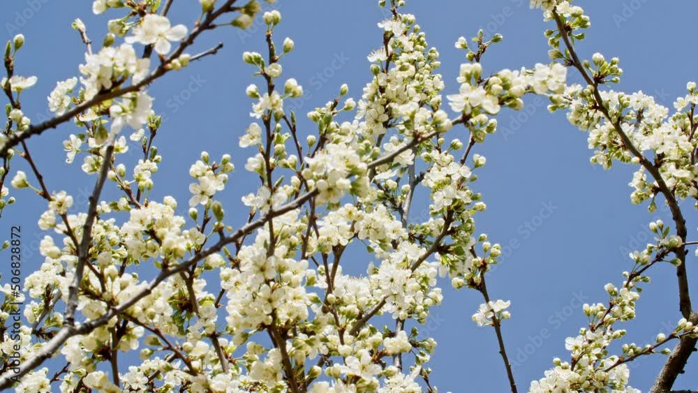 Cherry branch with flowers. White tree branch with cherry blossoms. Spring Flowers. Cherry. High quality 4k footage Cherry branch with flowers. White tree branch with cherry blossoms. Spring Flowers. Cherry. High quality 4k footage