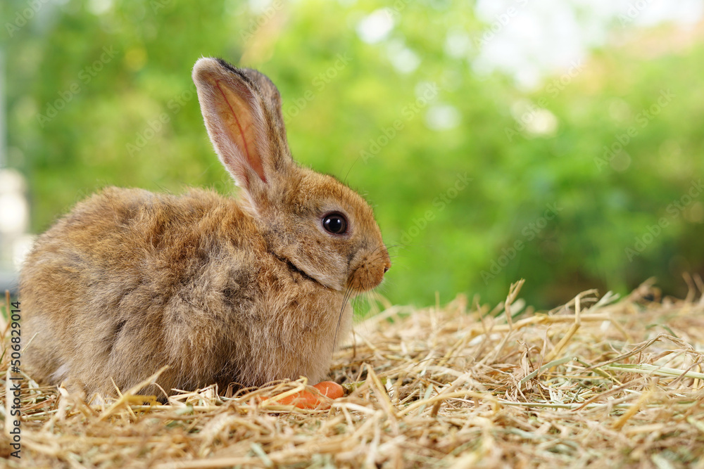 Fototapeta premium young adorable rabbit,brown fluffy bunny sitting on dry straw, easter animal symbol