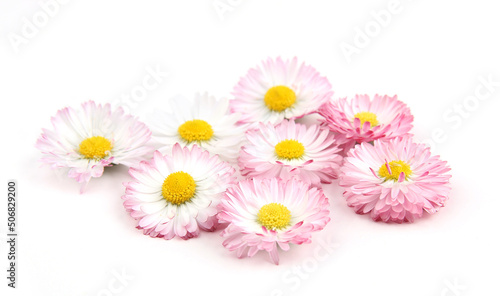 Bellis flowers isolated on white background. Small white pink meadow flowers.