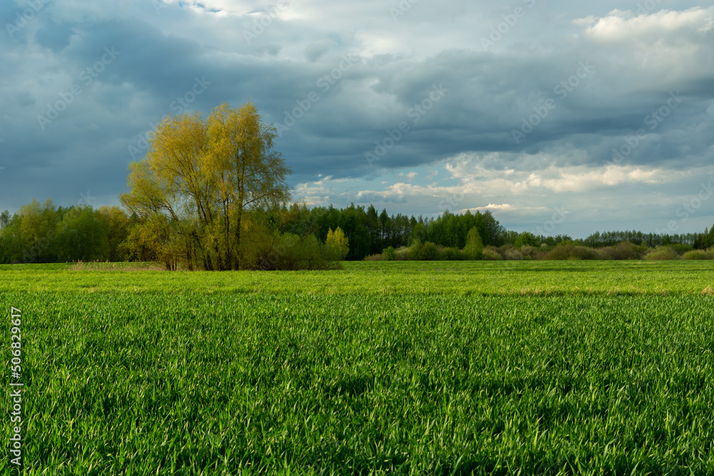 Fototapeta premium Trees behind a green field and a cloudy sky