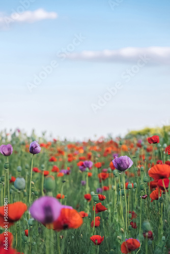 Beautiful floral spring backgroud with copy space. Poppy flower heads in green meadow and blue sky